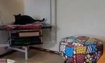 Imagem 2: APARTAMENTO - JARDIM VILA FORMOSA - SP