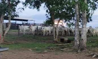 Imagem 2: Fazenda com título definitivo e matrícula
