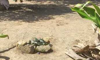 Imagem: Vende um sitio com 3 hectares. Toda formada