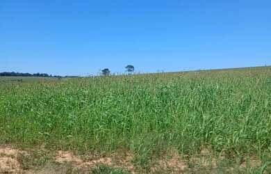 Imagem 4: FAZENDA DE CULTURA C/ PIVÔS EM MORRINHOS 71,5 ALQUERES - Morrinhos - GO