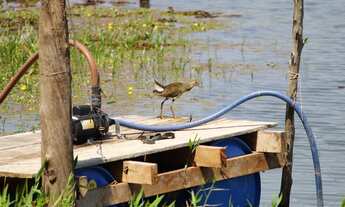 Imagem 5: EXCELENTE SITIO NO MUNI. DE CHAPADA DOS GUIMÃES -MT