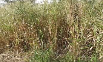 Imagem 3: Terreno para venda possui 220 metros quadrados em Campo Grande - Rio de Janeiro - RJ