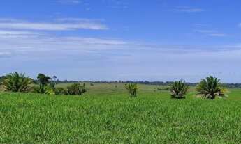 Imagem 6: Fazenda 325 Alqueires Região de Ariquemes