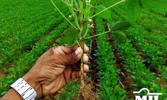 Imagem: Fazenda 1.933 alqueires (9355Hà) Goiatins