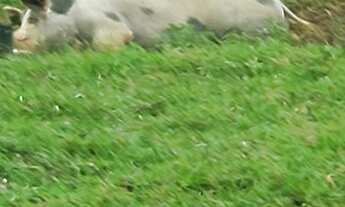 Imagem 6: MARAVILHOSA PROPRIEDADE EM SANTA ISABEL DO RIO PRETO/VALENÇA - ÁREA 148.000 m2