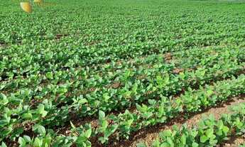 Imagem 7: Fazenda em Canarana à venda, m² por R$ 147.527.520 - Zona Rural - Canarana/MT