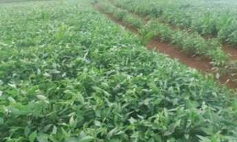 Imagem 1: Fazenda/Sítio/Chácara para venda possui 999 metros quadrados