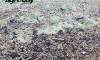 Imagem 2: Fazenda Com 6 Mil Hectares no Sul do Pará