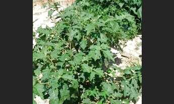 Imagem 7: Terreno para Venda em Tietê, Residencial do Infinito