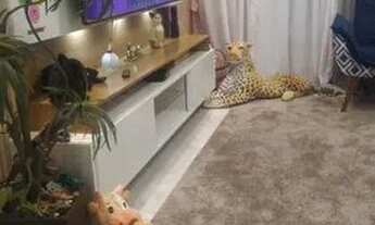 Imagem 4: Sobrado para Venda em São Bernardo do Campo, Santa Terezinha, 3 dormitórios, 1 suíte, 2 ba