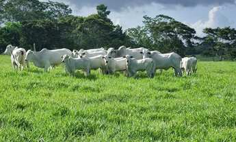 Imagem 3: Belíssima fazenda no recôncavo baiano
