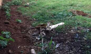 Imagem 6: Lote com 360m² no Setor Cristina, Trindade