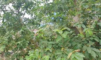 Imagem 7: Terreno à venda em Praia Das Palmeiras - SP