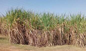 Imagem 4: FAZENDA COM 200 ALQUEIRES PAULISTA, EM DIRCE REIS- SP