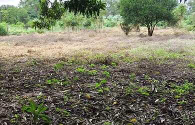 Imagem 4: Vende-se Terreno - Cinturão Verde