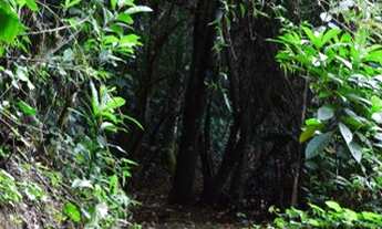 Imagem 7: Fazenda com 42 hectares em bonito/PE a venda