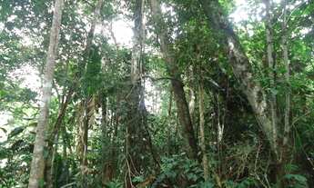Imagem 2: 475,00 Hectares, Terra para Lavoura e Pecuária, sem abertura, Nova Maringá-MT
