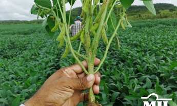 Imagem 5: Fazenda 1.933 alqueires (9355Hà) Goiatins - TO