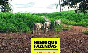 Imagem 2: Fazenda Vitrine, 60 alqueires ( 290.4 hectares). 45 alqueires em Dois Irmãos