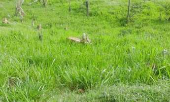 Imagem 4: Sitio 80 Alqueires Região de Cacaulândia