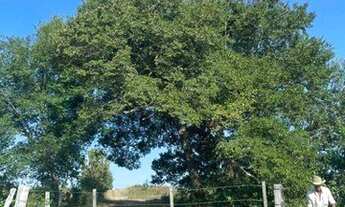 Imagem 3: Fazenda à venda, 5.033 Hectares em Peixes - Tocantins