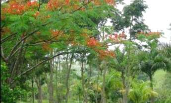 Imagem 6: Chácara com 4 dormitórios à venda, 24000 m² por R$ 1.700.000 - Sapé I - Caçapava/SP