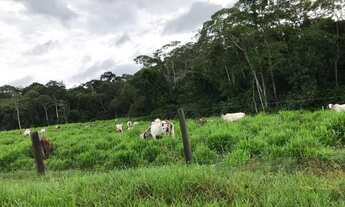 Imagem 3: Sítio 80 Alqueires Ji - Paraná