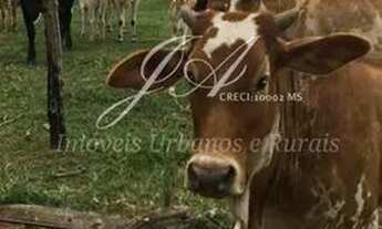 Imagem 6: Ótima Chácara 15,6 em Terenos