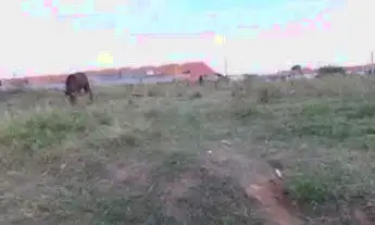 Imagem 5: Terreno para Venda - 0m², 0 dormitórios, Hípica