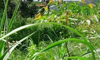 Imagem 4: Vendo 2 propriedades de 17ha cada (34ha lado a lado) em Buritis-MG