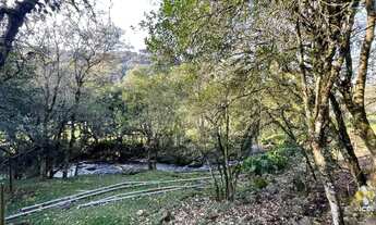 Imagem 2: Linda àrea com plantio de 2.5 hectares