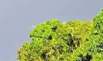 Imagem: Sítio á venda em Teresina região da Cacimba