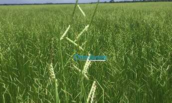 Imagem 4: Fazenda a venda - área rural