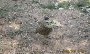 Imagem 5: AREA INDUSTRIAL ZI VIA ARTERIAL EM JUNDIAI NO BAIRRO POSTE AV. UVA 12500M2 C/ GALPAO DE 10