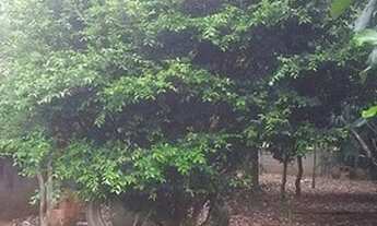 Imagem 3: TERRENO PARA VENDER EM CAÇAPAVA