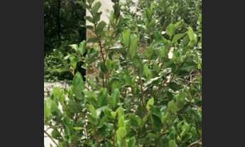 Imagem 2: TERRENO para venda tem 800 metros quadrados, quadra da Praia, Jardim Oceanico Barra da Tij