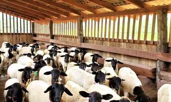 Imagem 5: Sítio com 3 dormitórios à venda, 730000 m² por R$ 4.500.000,00 - Centro - Capitólio/MG