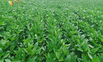 Imagem 5: Fazenda em Canarana à venda, m² por R$ 147.527.520 - Zona Rural - Canarana/MT