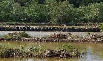 Imagem 4: Sítio com 9 viveiros camarão/peixes