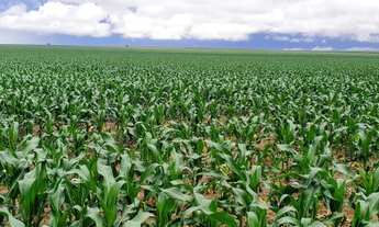 Imagem: EXELENTE FAZENDA NO MUNI. DE PRIMA VERA