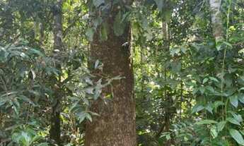 Imagem 2: Fazenda à venda, 1.040 Hectares em Recursolândia/TO