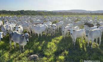 Imagem: Fazenda à venda, 5.033 Hectares em Peixes