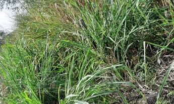 Imagem 4: Terreno para venda possui 220 metros quadrados em Campo Grande - Rio de Janeiro - RJ