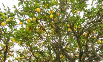 Imagem 3: Casa com 3 Quartos à venda, 239 m² por R$ 1.349.000 - Água Verde - Curitiba/PR