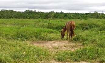 Imagem 4: EXCELENTE FAZ. MUNI. DE ROSARIO OESTE -MT