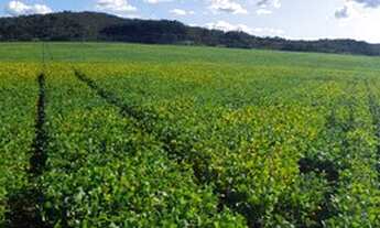 Imagem: FAZENDA PARA LAVOURA - São João da Aliança