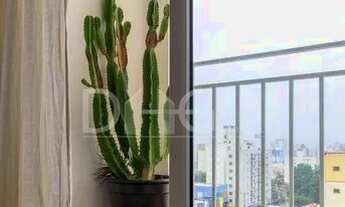 Imagem 4: Apartamento para locação com 50 m² | Edifício Treviso