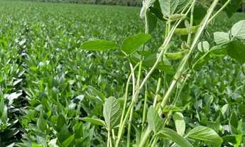 Imagem 4: Apto v das merces aluguel barato só com seguro fiança