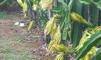 Imagem 15: Oportunidade única