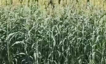 Imagem: A M IMOVEIS VENDE FAZENDA EM SANTA MARIA